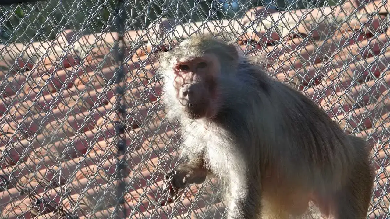 Antalya’ya Kaçak Gelen Fıstık Yeni Hayatına Merhaba Dedi! 5